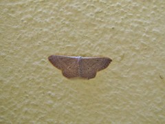 Idaea distinctaria