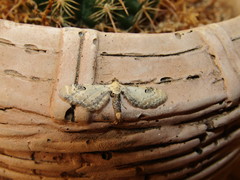 Eupithecia centaureata