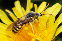 Nomada lathburiana