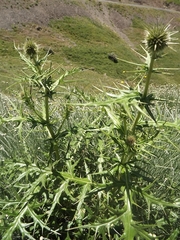 Echinops bovei