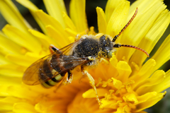Nomada lathburiana