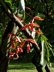Amherstia nobilis