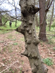 Zanthoxylum simulans