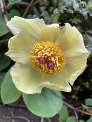 Paeonia mlokosewitschii