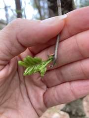 Zanthoxylum simulans