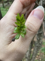 Zanthoxylum simulans