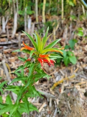 Lobelia laxiflora