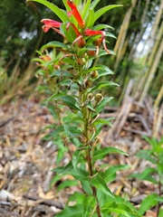 Lobelia laxiflora