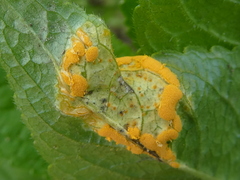 Melampsora rostrupii