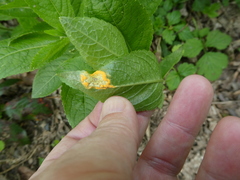 Melampsora rostrupii