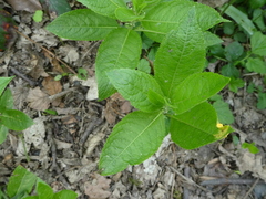 Melampsora rostrupii