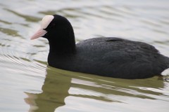 Fulica atra