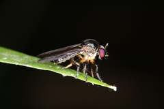 Oidardis