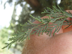 Cupressus sempervirens