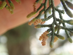 Cupressus sempervirens