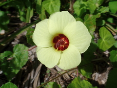Pavonia cancellata