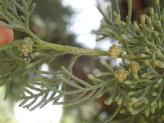 Cupressus sempervirens