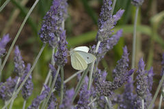 Pieris rapae
