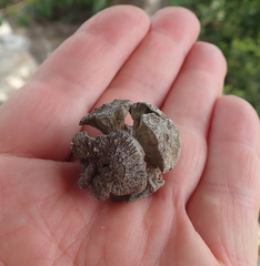 Cupressus sempervirens