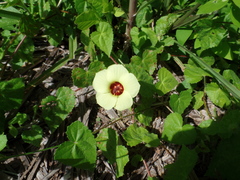 Pavonia cancellata