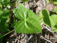 Pavonia cancellata