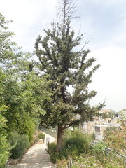 Cupressus sempervirens