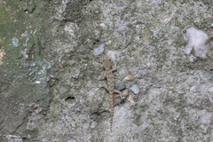 Mediodactylus danilewskii