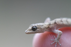 Mediodactylus danilewskii