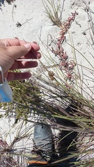 Cladoraphis cyperoides