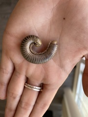 Tylobolinae