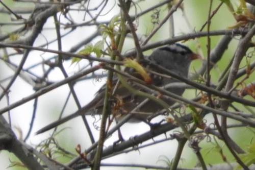 White-crowned Sparrow photographed in Delaware