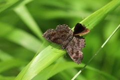 Staphylus hayhurstii