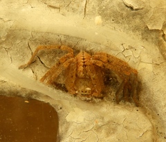 Curicaberis culiacan