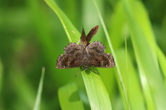 Staphylus hayhurstii