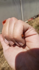 Coccinella septempunctata