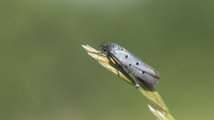 Ethmia aurifluella