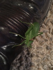 Paracyrtophyllus robustus