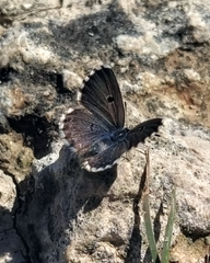 Pseudophilotes abencerragus