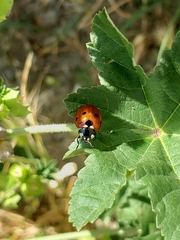 Coccinella septempunctata