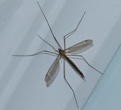 Tipula