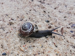 Arianta arbustorum