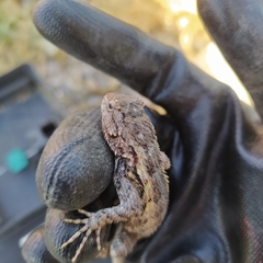 Sceloporus spinosus