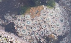 Anthopleura mariscali