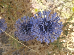 Echinops bovei