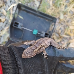 Sceloporus spinosus