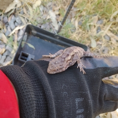 Sceloporus spinosus