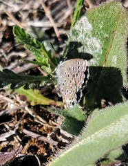 Pseudophilotes abencerragus