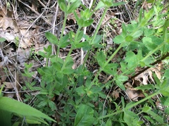 Galium pilosum