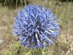 Echinops bovei