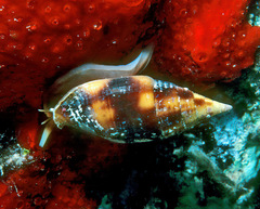 Nebularia chrysostoma